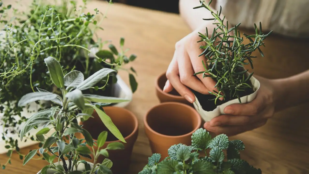 Piante facili da coltivare per principianti