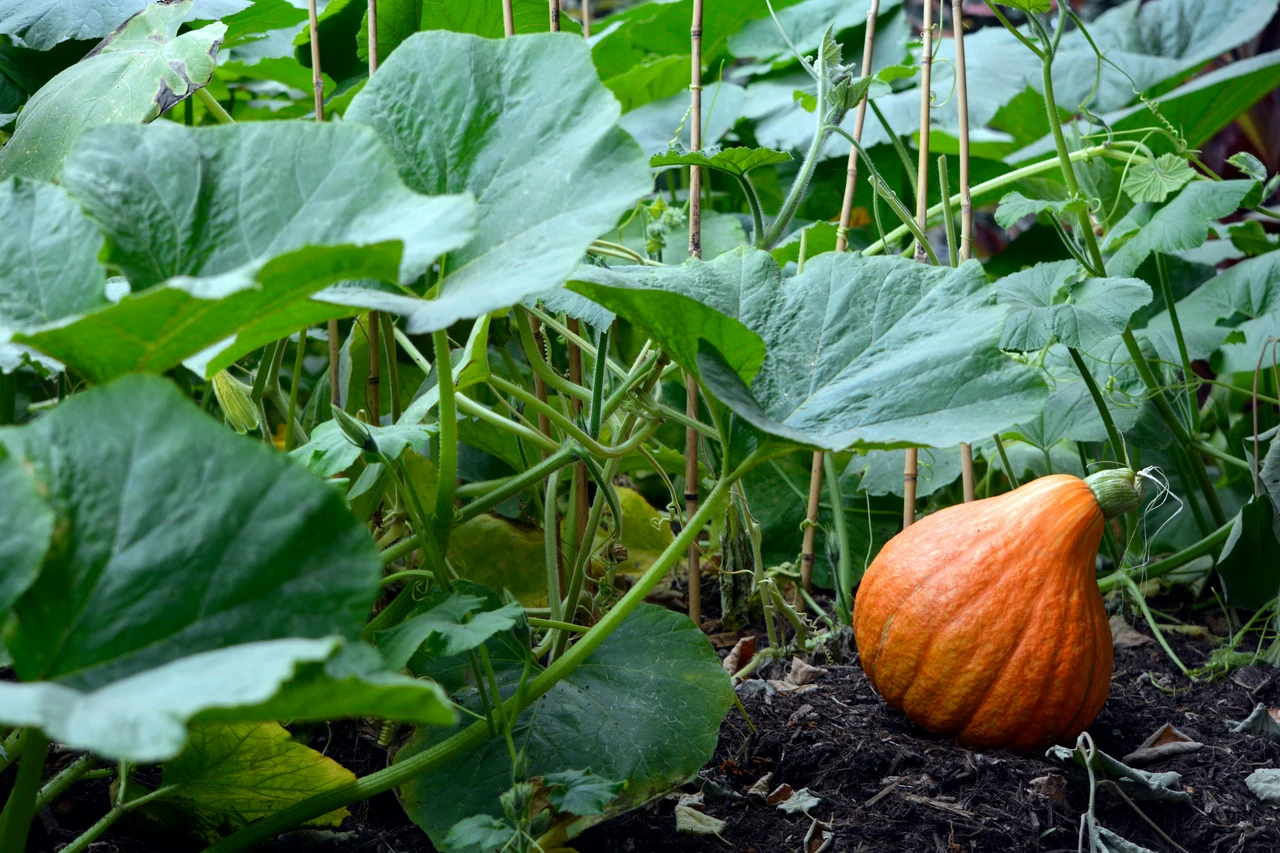 Il segreto dei giardinieri per ortaggi grandi